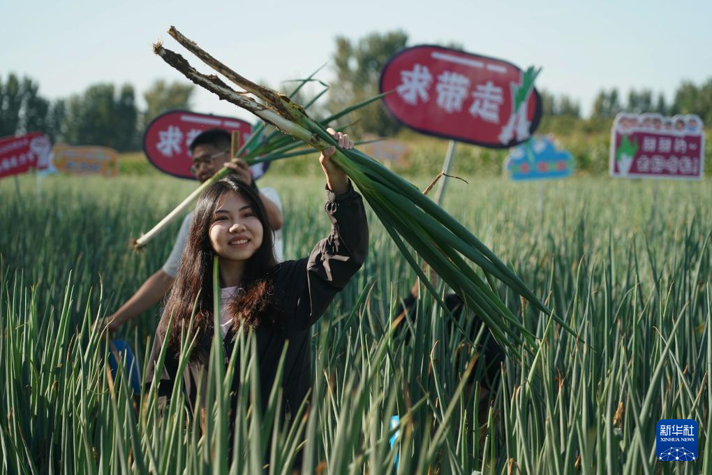 北京平谷：大葱尝鲜季开幕-当日，