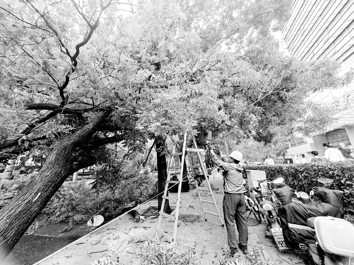 疾风骤雨致北京多地树木倒伏 北京
