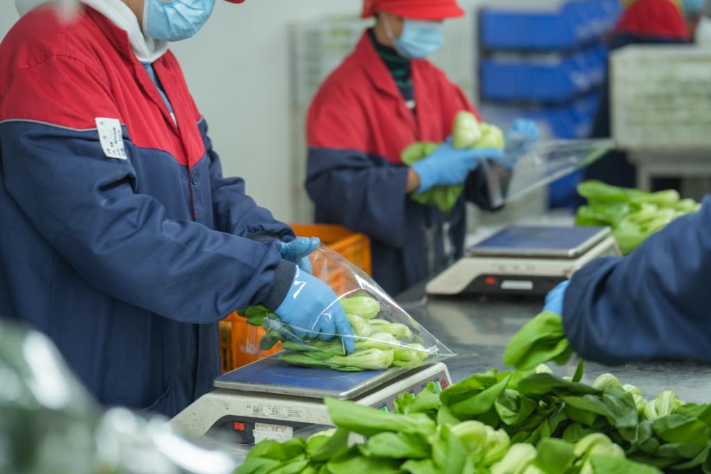 大力發展綠色有機農業 北京有機菜需求逐步提升