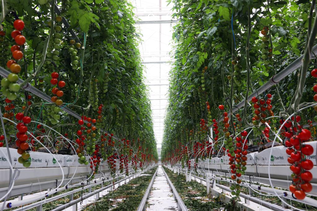 在京津冀地區單體最大智能溫室感受現代農業