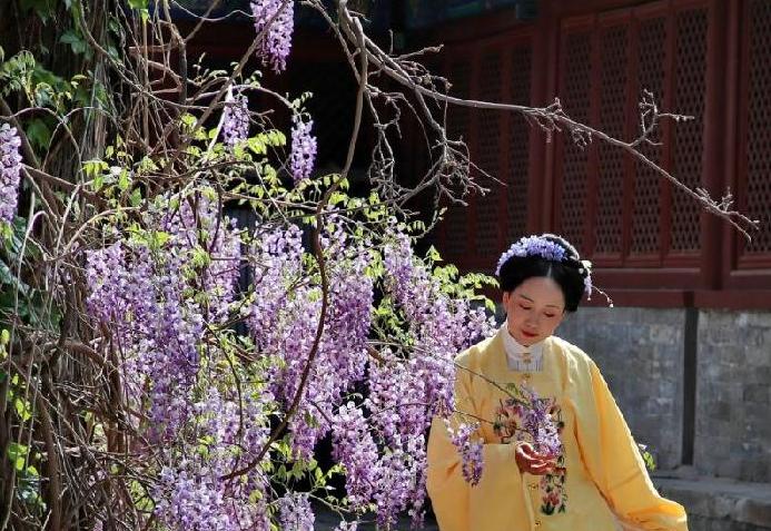 北京孔庙的紫藤花开了