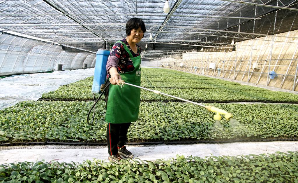 北京：現代化農業大棚生産忙