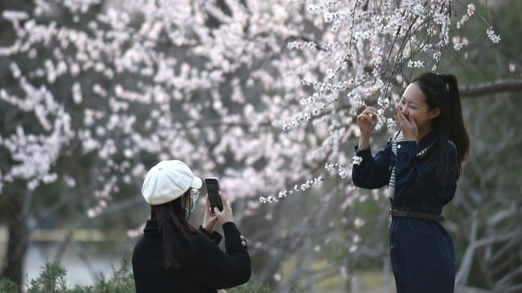 北京：山桃花盛开玉渊潭